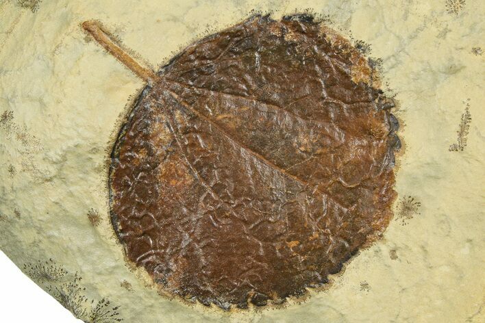 Paleocene Fossil Leaf (Zizyphoides) - Montana #377922